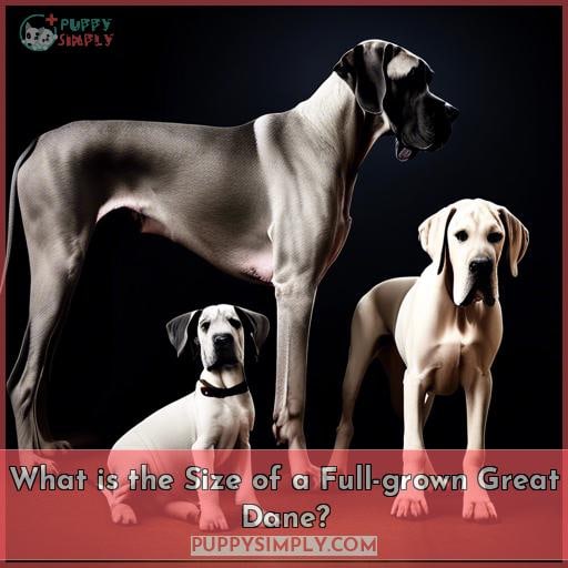 What is the Size of a Full-grown Great Dane