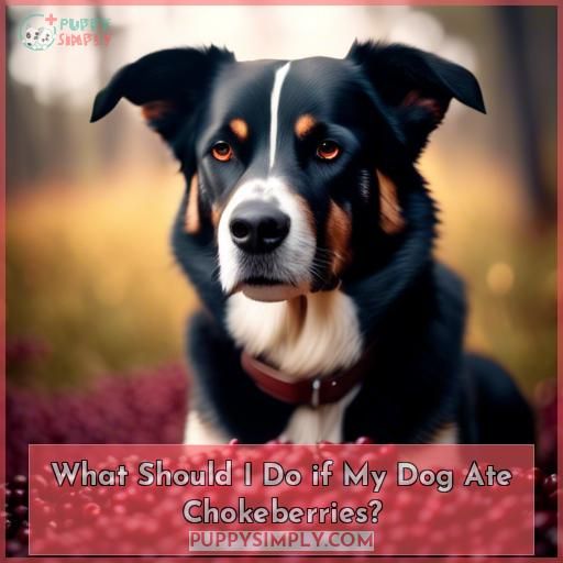 What Should I Do if My Dog Ate Chokeberries