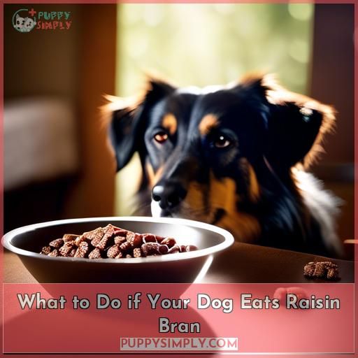 What to Do if Your Dog Eats Raisin Bran