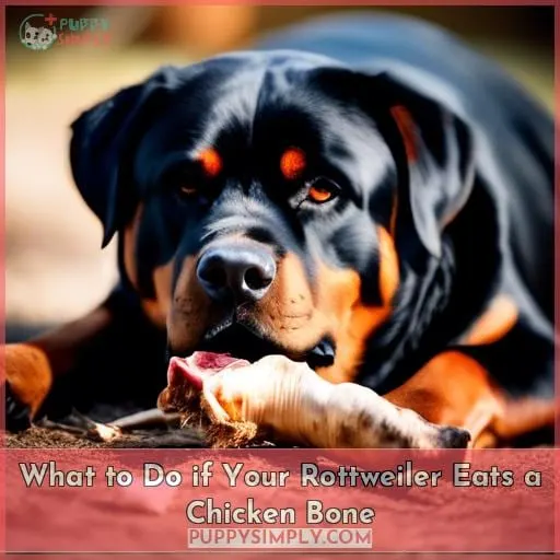 What to Do if Your Rottweiler Eats a Chicken Bone