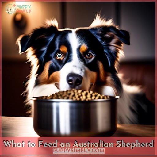 What to Feed an Australian Shepherd