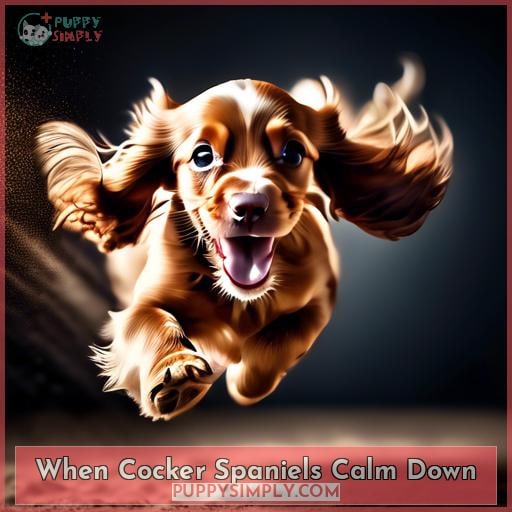 When Cocker Spaniels Calm Down