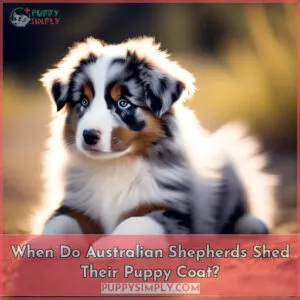 when do australian shepherds shed their puppy coat