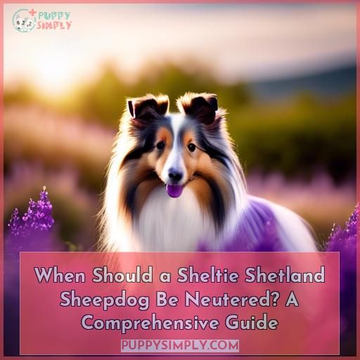 when should a sheltie shetland sheepdog be neutered when should a sheltie shetland sheepdog be neutered