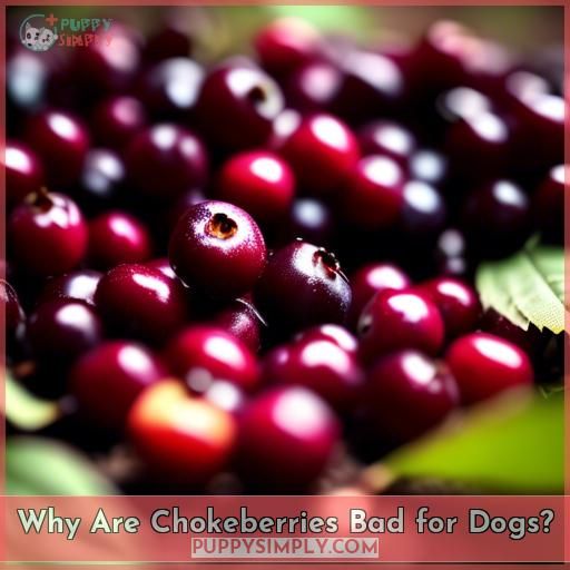 Why Are Chokeberries Bad for Dogs
