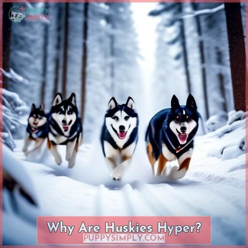 Why Are Huskies Hyper Why Are Huskies Hyper