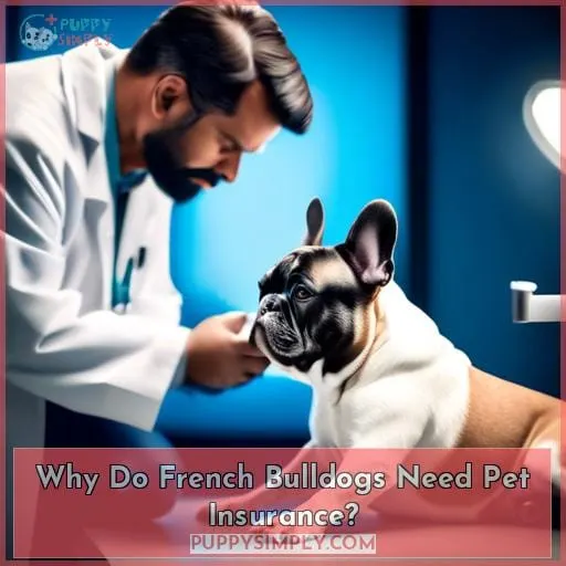 Why Do French Bulldogs Need Pet Insurance