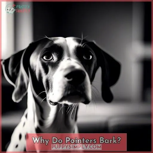 Why Do Pointers Bark