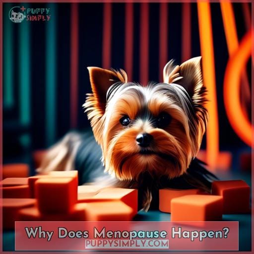 Why Does Menopause Happen