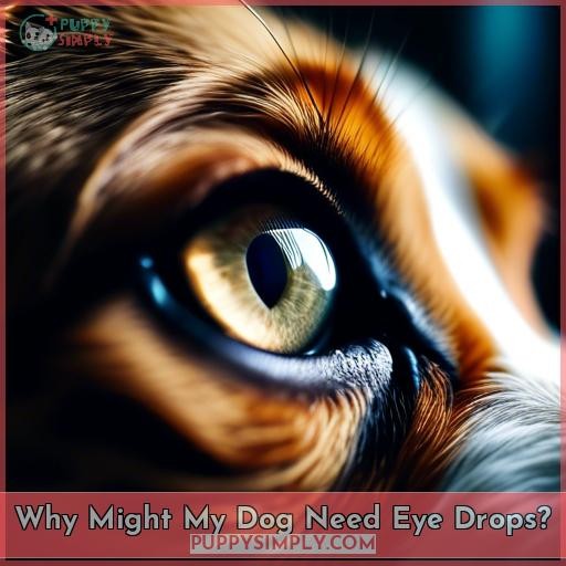 Why Might My Dog Need Eye Drops