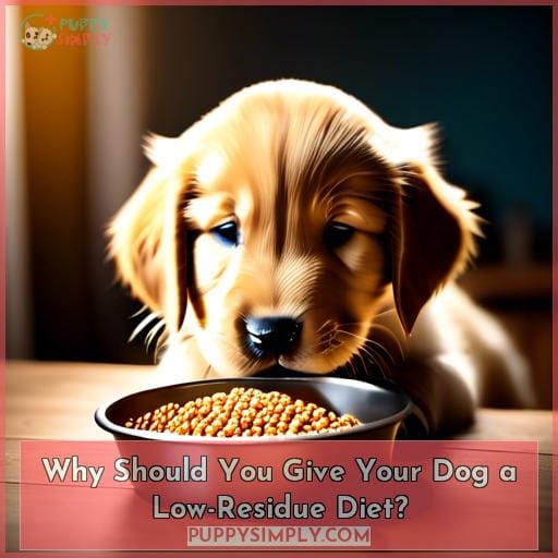 Why Should You Give Your Dog a Low-Residue Diet