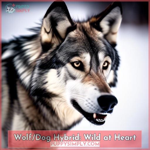 Wolf/Dog Hybrid: Wild at Heart