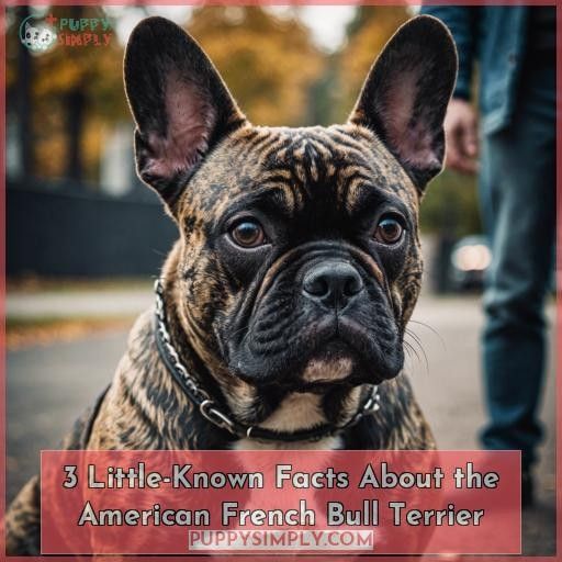 3 Little-Known Facts About the American French Bull Terrier
