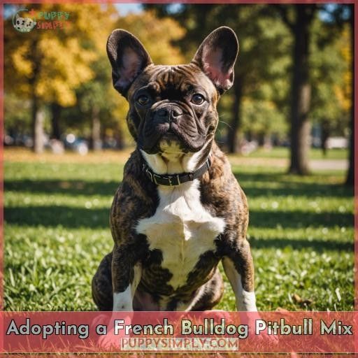 Adopting a French Bulldog Pitbull Mix