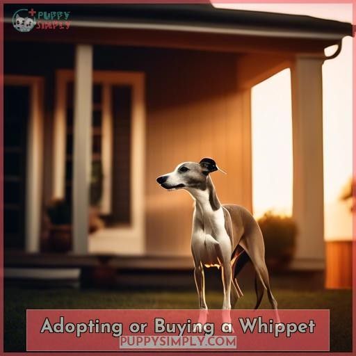 Adopting or Buying a Whippet