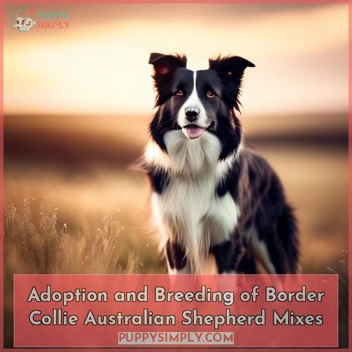 Adoption and Breeding of Border Collie Australian Shepherd Mixes