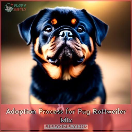 Adoption Process for Pug Rottweiler Mix