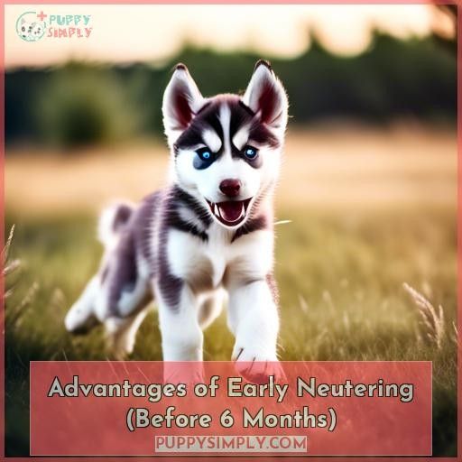 Advantages of Early Neutering (Before 6 Months)