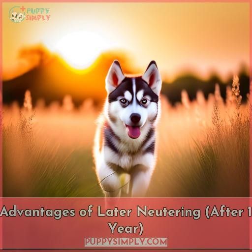 Advantages of Later Neutering (After 1 Year)
