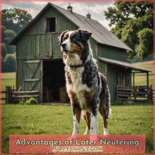Advantages of Later Neutering
