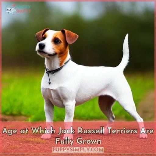 Age at Which Jack Russell Terriers Are Fully Grown