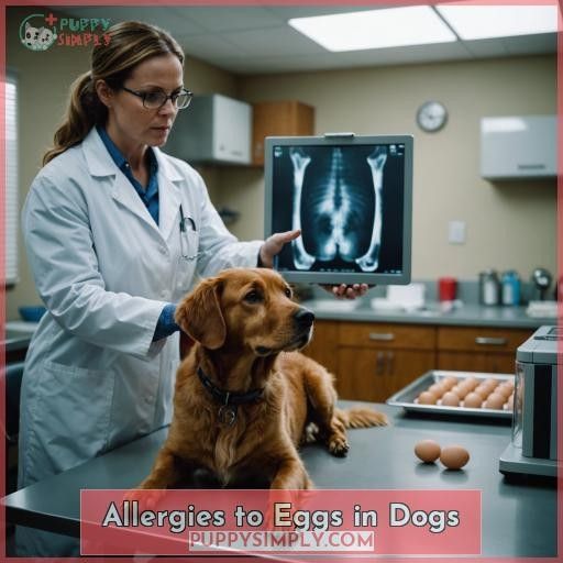 Allergies to Eggs in Dogs
