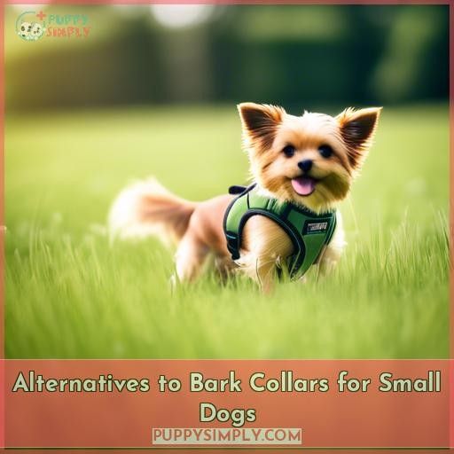 Alternatives to Bark Collars for Small Dogs