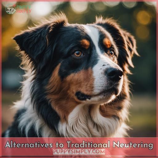 Alternatives to Traditional Neutering