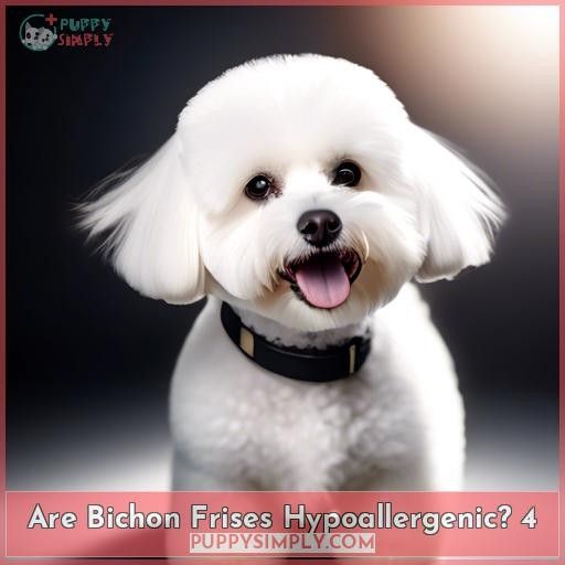 Are Bichon Frises Hypoallergenic 4