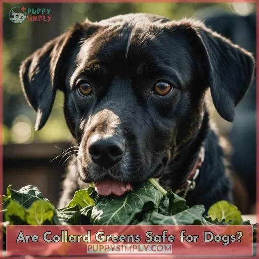 Are Collard Greens Safe for Dogs