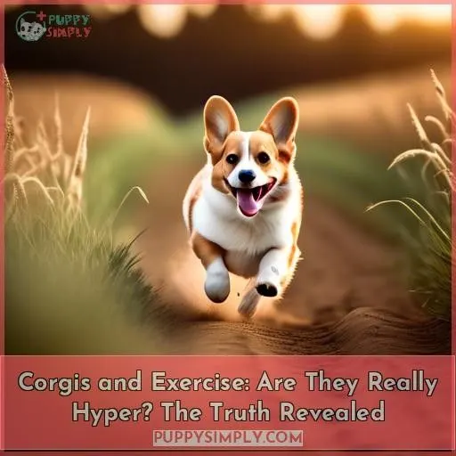 are corgis hyper