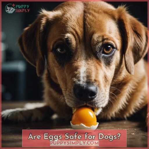 Are Eggs Safe for Dogs