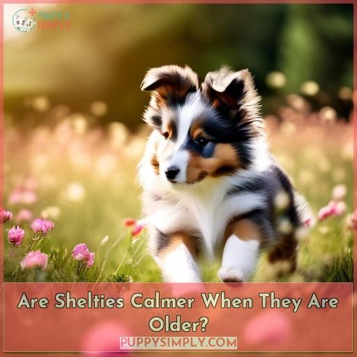 Are Shelties Calmer When They Are Older