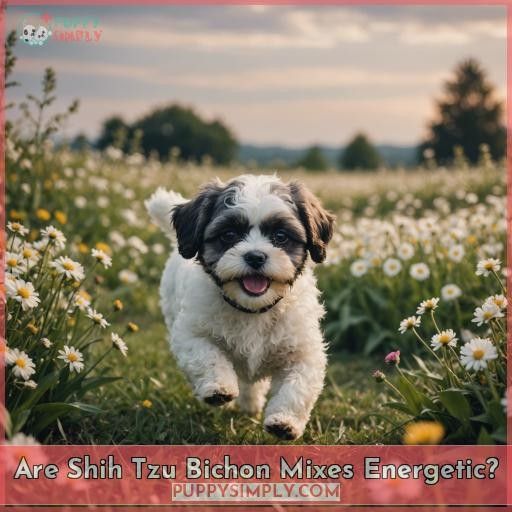 Are Shih Tzu Bichon Mixes Energetic