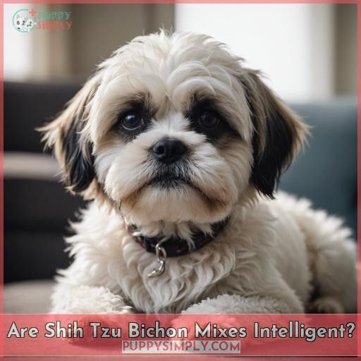 Are Shih Tzu Bichon Mixes Intelligent