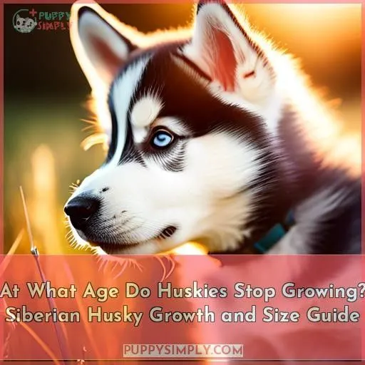 at what age do huskies stop growing