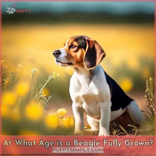 At What Age is a Beagle Fully Grown