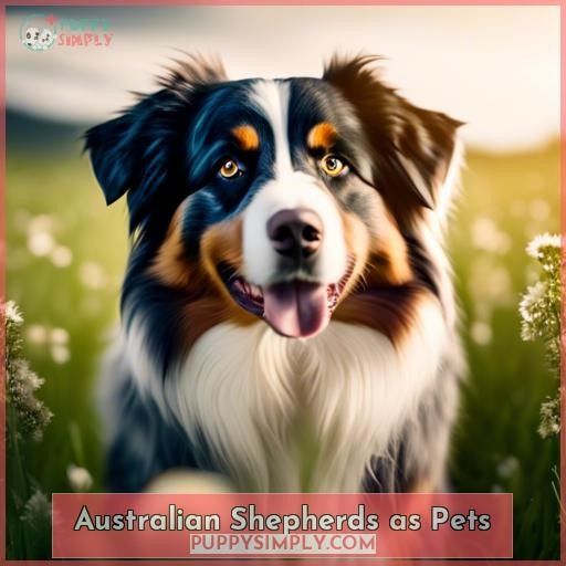 Australian Shepherds as Pets