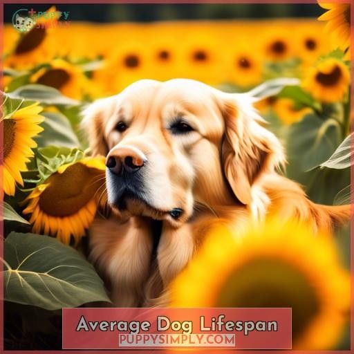 Average Dog Lifespan