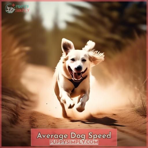 Average Dog Speed