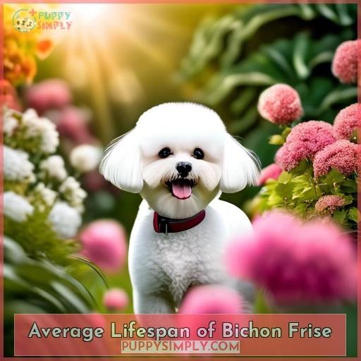 Average Lifespan of Bichon Frise
