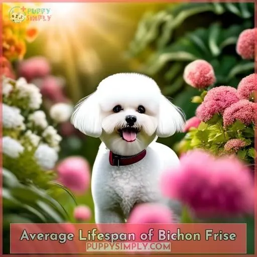 Average Lifespan of Bichon Frise