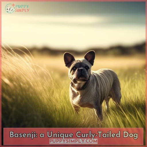 Basenji: a Unique Curly-Tailed Dog