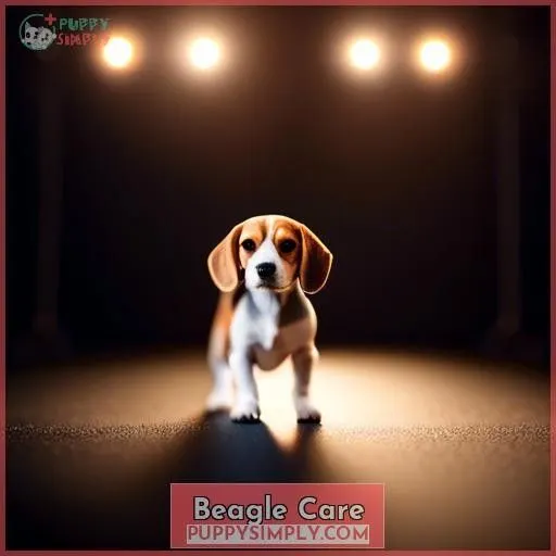 Beagle Care