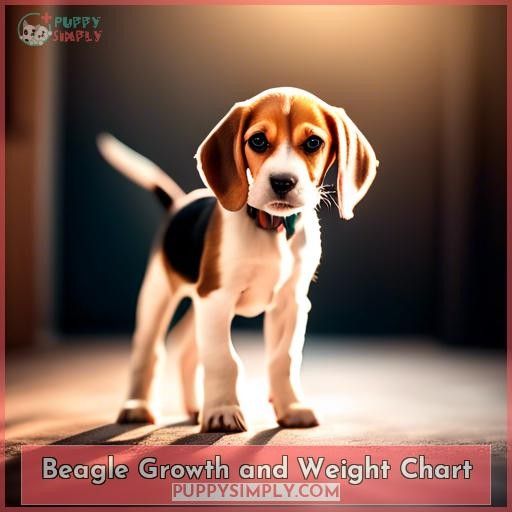Beagle Growth and Weight Chart