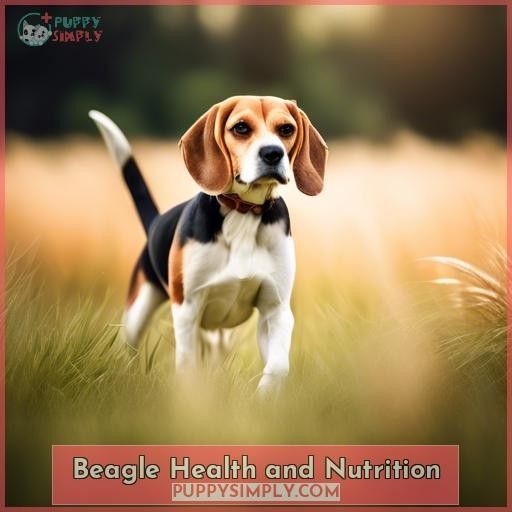 Beagle Health and Nutrition