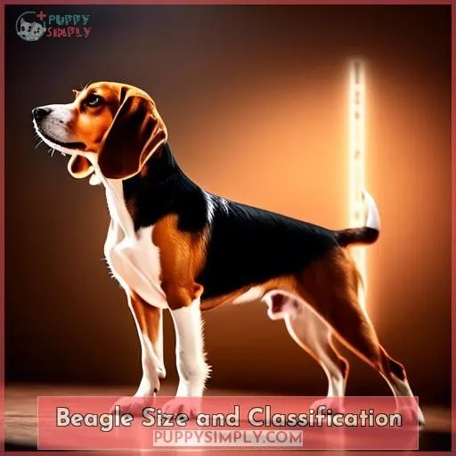 Beagle Size and Classification