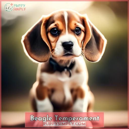 Beagle Temperament