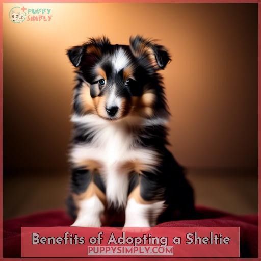 Benefits of Adopting a Sheltie