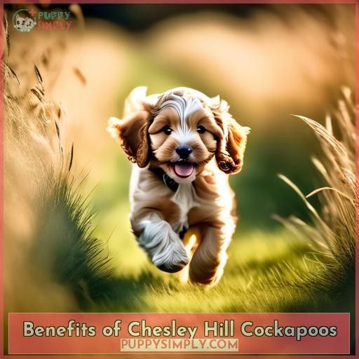 Benefits of Chesley Hill Cockapoos